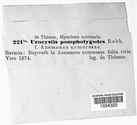 Urocystis anemones image